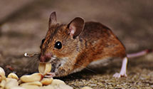 24 Hour & Emergency Exterminators in Fishers, IN